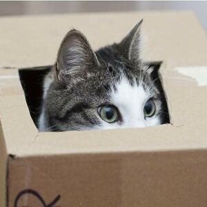 600x400_Un-gato-aparece-dentro-de-una-caja-iStock