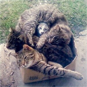 A-los-gatos-les-gustan-las-cajas-de-carton