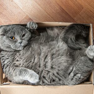 bigstock-grey-scottish-fold-cat-sitting-353713685