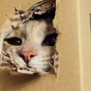 gatos-prefieren-las-cajas-de-cartón.jpg-2