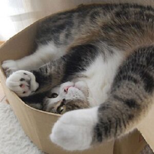 por-que-a-los-gatos-les-gustan-las-cajas