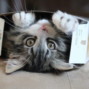 por-que-a-los-gatos-les-gustan-las-cajas-de-carton