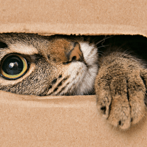purina-por-que-vemos-tan-felices-a-los-gatos-en-cajas-de-carton